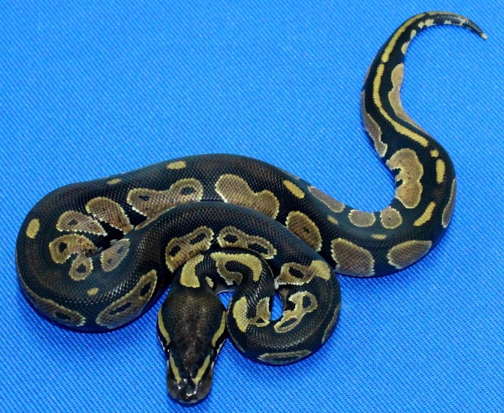 For Sale Blackhead Mojave 100 Het Orange Ghost! and Blackheads 100